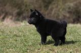 SCHIPPERKE 781